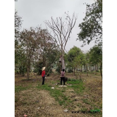 优质特价福建腊肠树 福建辣肠树 漳州腊肠树低价产地直销