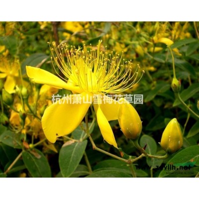 金银花*新价格/金银花报价