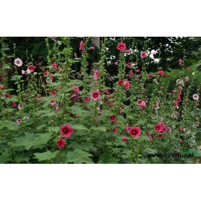 再力花萧山苗圃直销180万芽