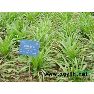 浙江花叶芦竹*新报价/花叶芦竹图片