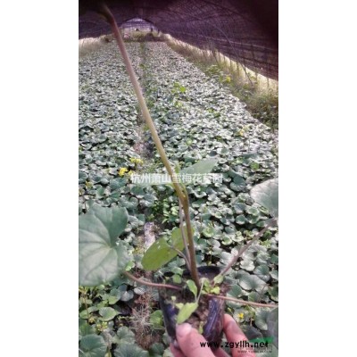 花叶薄荷行情报价\花叶薄荷图片展示