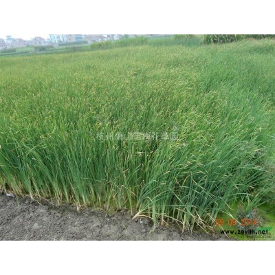 红帽子月季供应/红帽子月季图片