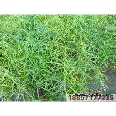 浙江火炬花*新报价/火炬花图片