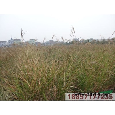 金丝桃行情报价\金丝桃图片展示