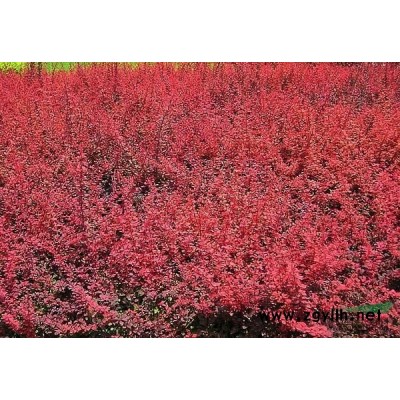 富贵草行情报价\富贵草图片展示