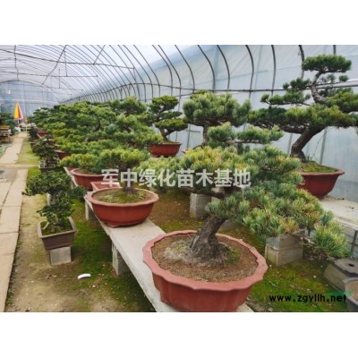 黄刺玫球基地，黄刺玫球价格，黄刺玫球图片，黄刺玫产地