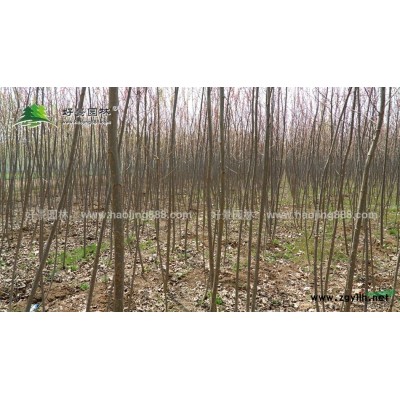 红叶杨价格_红叶杨基地_红叶杨产地_红叶杨绿化苗木苗圃基地