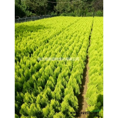 【枫杨】·枫杨图片·枫杨种植基地