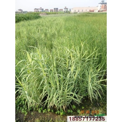 紫娇花供应/紫娇花图片