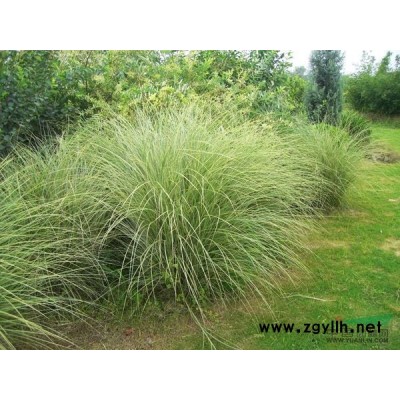 亚菊图片\亚菊报价