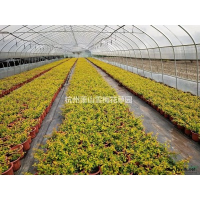 浙江西番莲信息