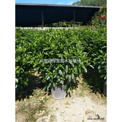 大小规格小叶榄仁基地 量大从优