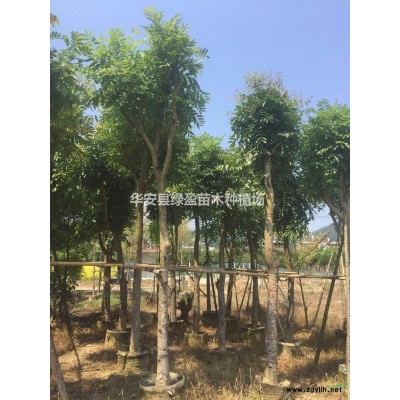 优质特价金桂 桂花产地直销