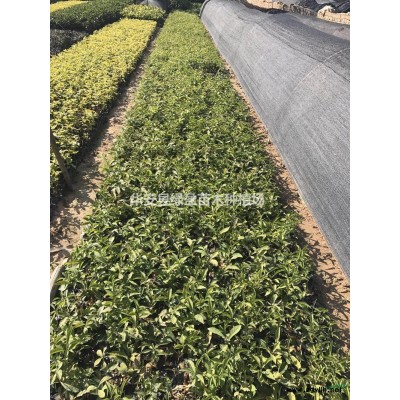 福建黄金宝树 新高度2米  批发/供应