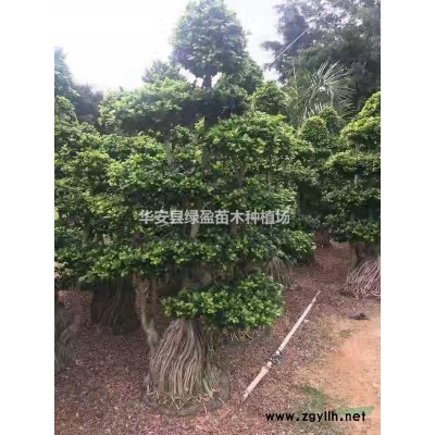 优质特价黄金宝树产地直销 量大从优