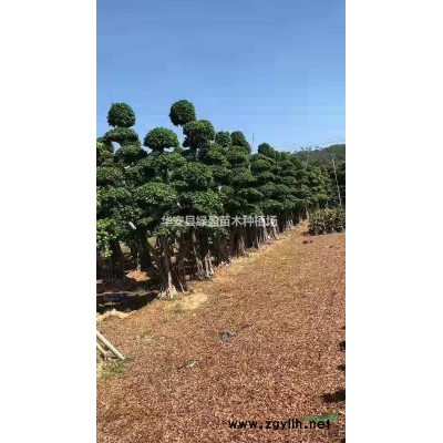 福建供应黄金宝树规格*