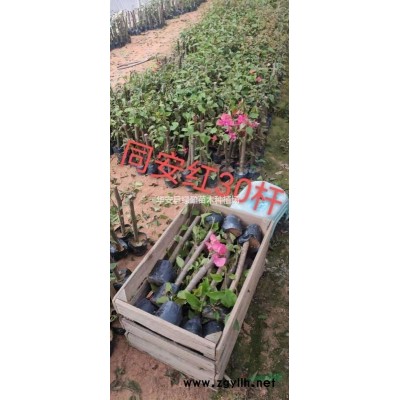 优质特价秋枫15公分产地直销