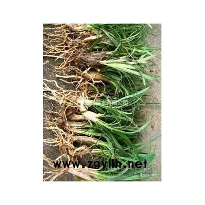 江苏茶花 江苏茶花 茶花价格哪里好/哪家便宜