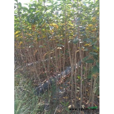 供应17公分日本红枫一支价格优秀