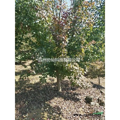 供应日本早樱与晚樱7--25公分