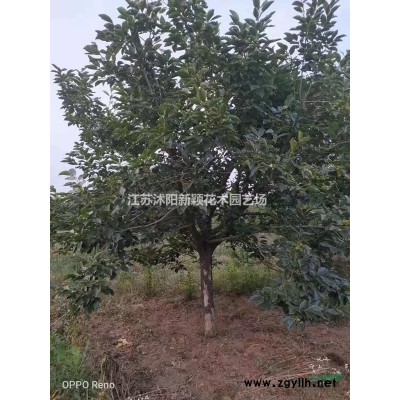 八角金盘供应.八角金盘苗木批发、工程苗木.大量供