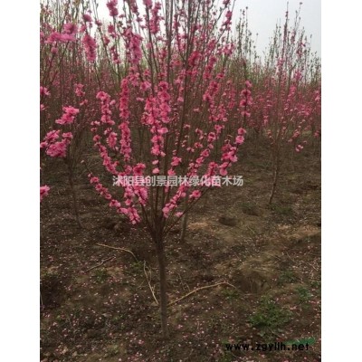 珊瑚树苗多少钱一棵、沭阳种植基地直销