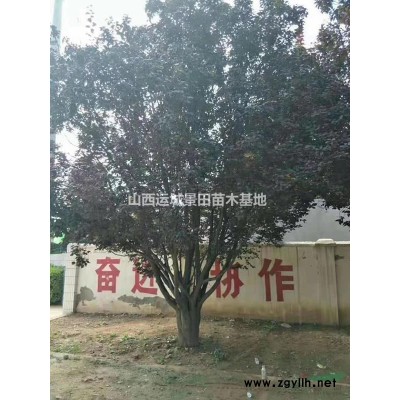 5公分山楂树图片6公分山楂树详情·5公分山楂树价格更新山楂树