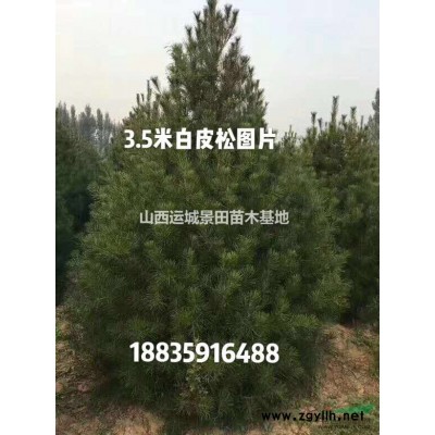 米径8-8公分北栾价格_米径8-10公分北栾报价·8公分北栾