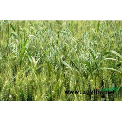 紫叶炸浆草图片\紫叶炸浆草报价