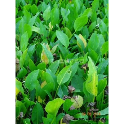 沿阶草*新价格/沿阶草报价