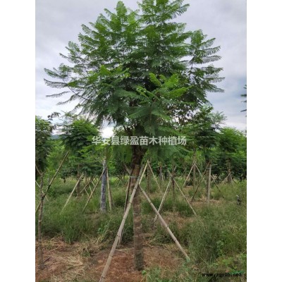 福建12公分，15公分黄花风铃木 批发/供应