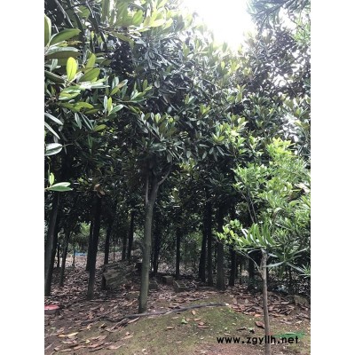 湖南红花继木价格1米高红花继木小苗根系发达湖南造型红继木价格