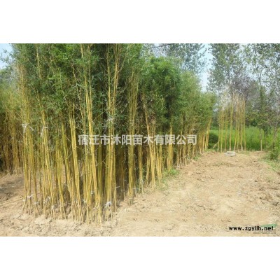 芦苇价格_芦苇图片_芦苇产地绿化苗木苗圃基地