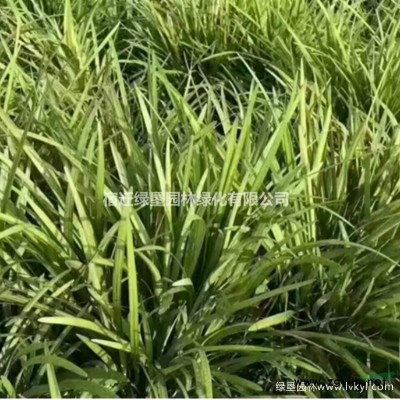 碧桃价格_碧桃图片_碧桃产地_碧桃绿化苗木苗圃基地