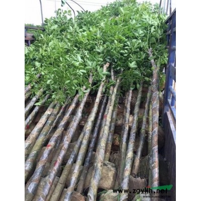 五雀三角梅高度100-120