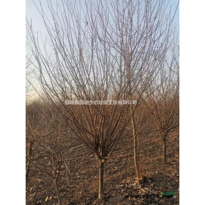 丛生紫荆  紫荆小苗