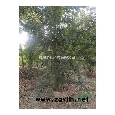 供应精品鸡爪槭红枫海棠桂花樱花6--25公分规格*