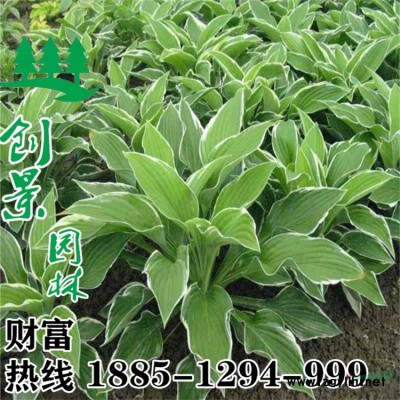 紫穗槐_专业种植基地_优质种植_价格优惠