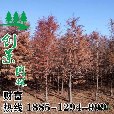 哪里红千层便宜、沭阳红千层种植基地
