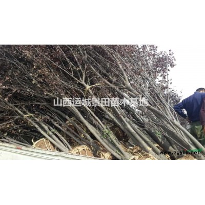 胸径5公分红叶李价格胸径8公分红叶李价格·供应山西红叶李