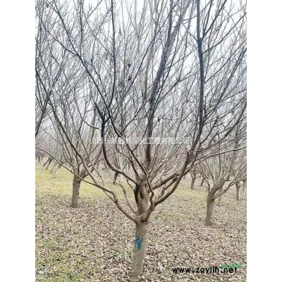 地径8-8公分苹果树价格_地径8-8公分苹果树报价苹果树8公