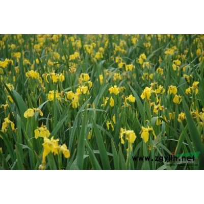 浙江八仙花介绍