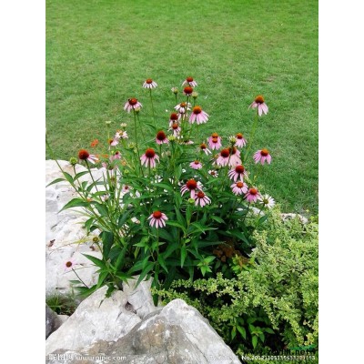 八角金盘供应/八角金盘图片