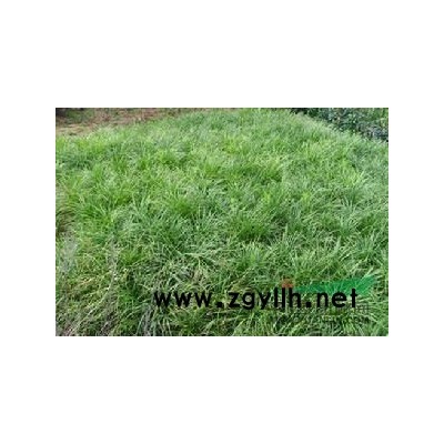 醉鱼草行情报价\醉鱼草图片展示