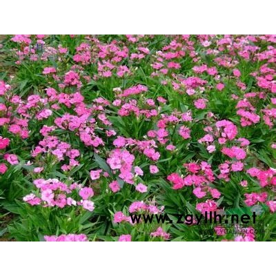 浙江紫萼*新报价/紫萼图片