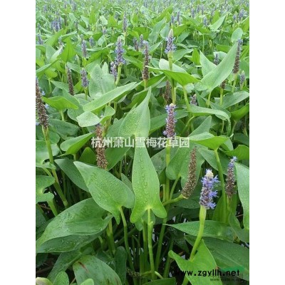 浙江玉带草介绍