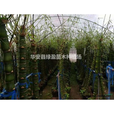 黄金宝树行情报价 黄金宝树图片展示