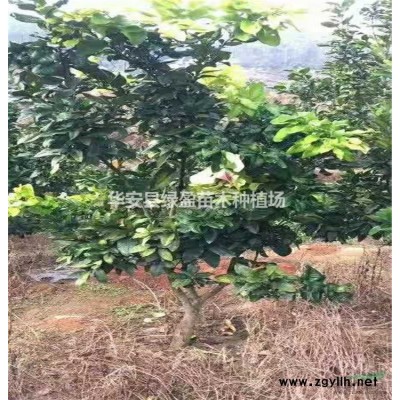 福建黄花风铃木新报价 咨询绿盈苗木