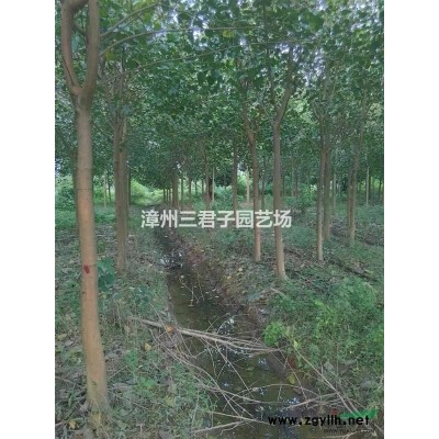 加拿利海枣