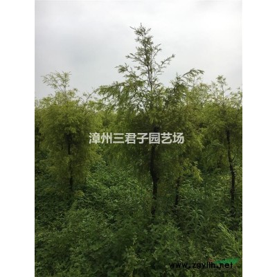 中东海枣*新价格/中东海枣报价